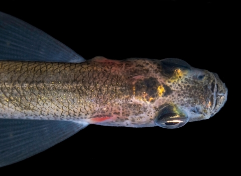 longfin smelt on black background