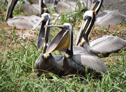 group of pelicans sit on ground, ones in center with mouths open