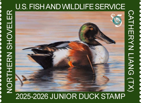 2025-2026 Junior Duck Stamp featuring a northern shoveler floating on water.