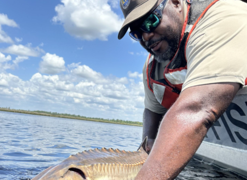 Peninsular Florida FWCO Fish Biologist Cedric Doolittle releasing a juvenile Atlantic sturgeon collected during surveys of the St Marys River FL/GA