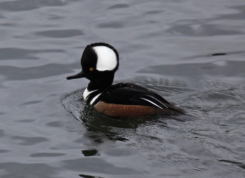 a hooded merganser, type of duck, swimming in the water