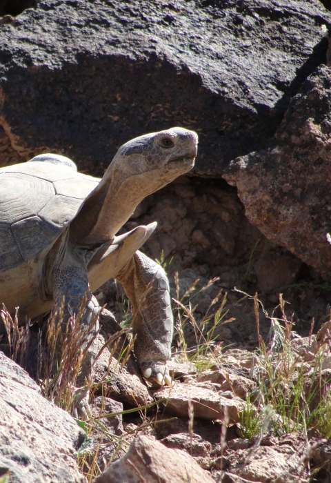 Desert tortoise
