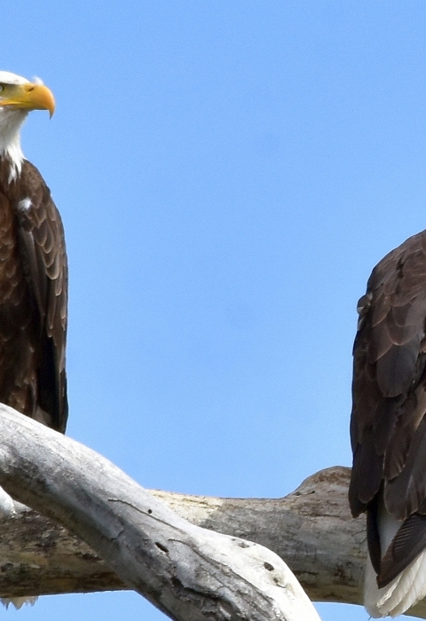 Two adult bald eagles -- with black bodies, white heads and,yellow beaks -- perching side by side on a branch next to a nest