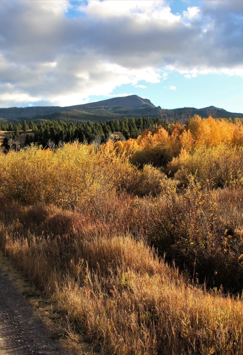An evening autumn sun illuminates gold and yellow aspens and willows along Idlewild road with Baldy Mountain overlooking the Refuge in the background.