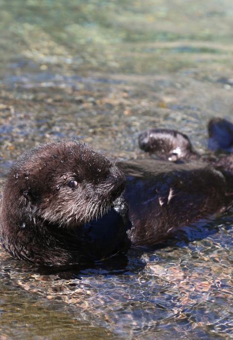 A sea otter pup floats in shallow water
