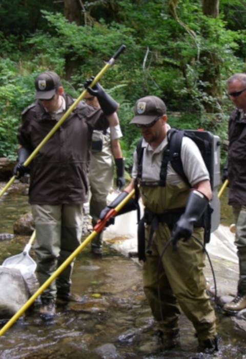 What are the differences between Pacific salmon reared in a hatchery vs. in the wild?