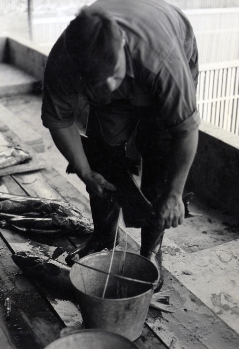 Black and white photo of a man bent over, pressing milt from a male salmon into a metal bucket. 5 or 6 other fish lie on boards on the ground behind him.