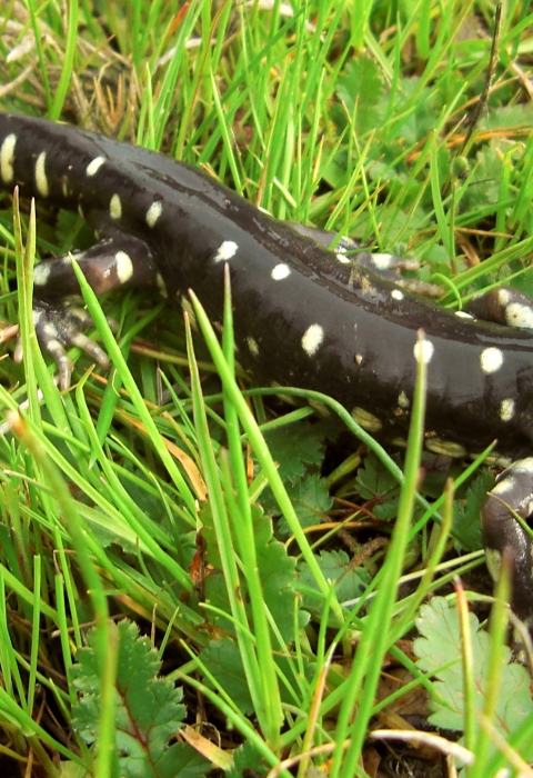Adult salamander crawls through short grass.