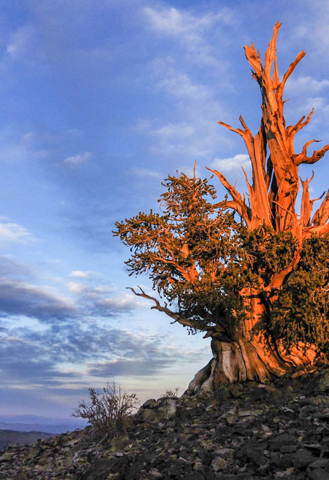 Bristlecone pine above treeline