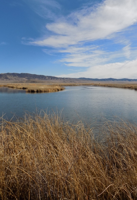 Late Fall Ruby Lake NWR