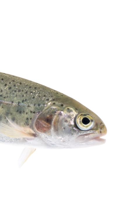 A greenish fish with dark speckles and a pink stripe down its side.