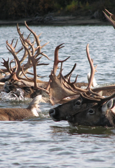 A group of caribou swimming, with heads and antlers visible above the water
