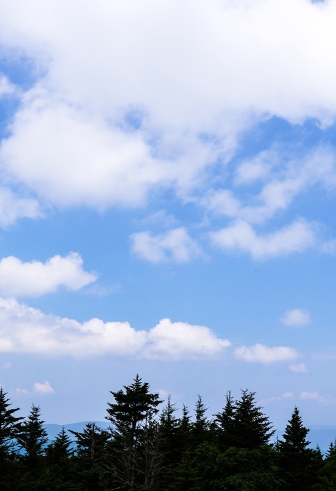 Line of conifer trees silhouetted against a partly cloudy sky