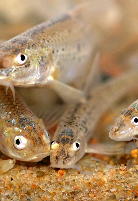 small light tan colored fish rest on a sandy bottom