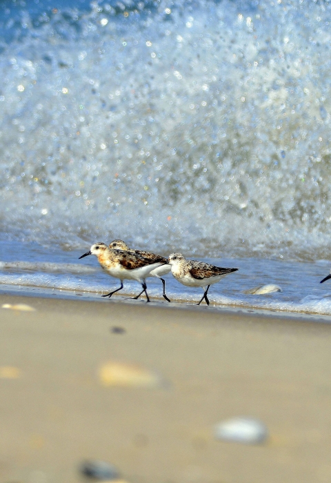 Sanderlings run up the beach away from surf.