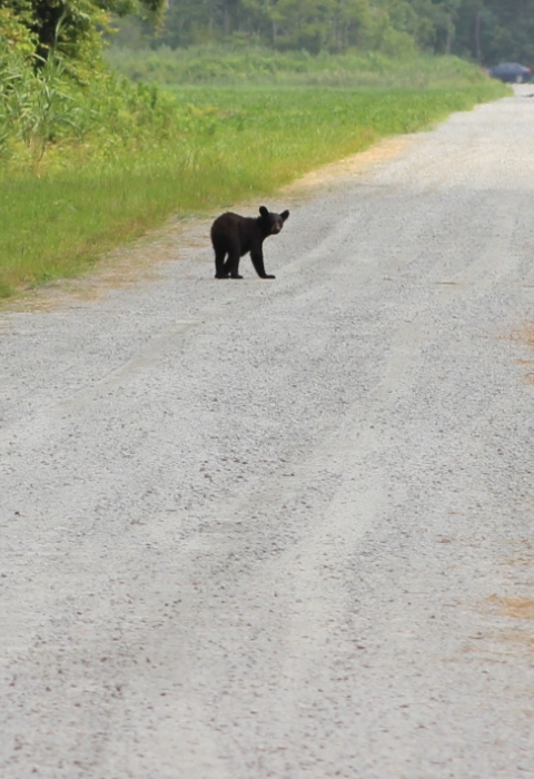 Large black bear sits in the road