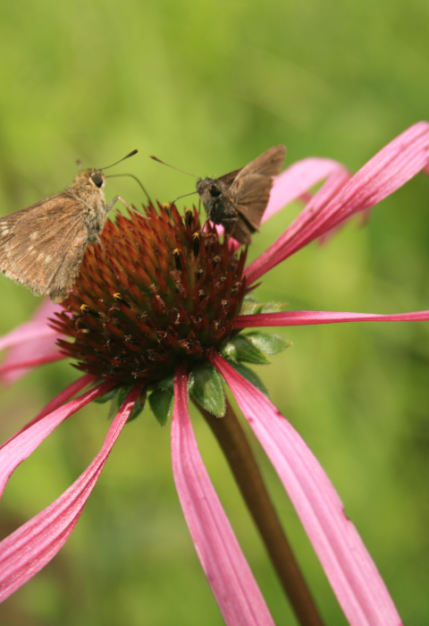 Two small, brown butterflies on a flower with pink long petals and a deep redish-brown seed head.