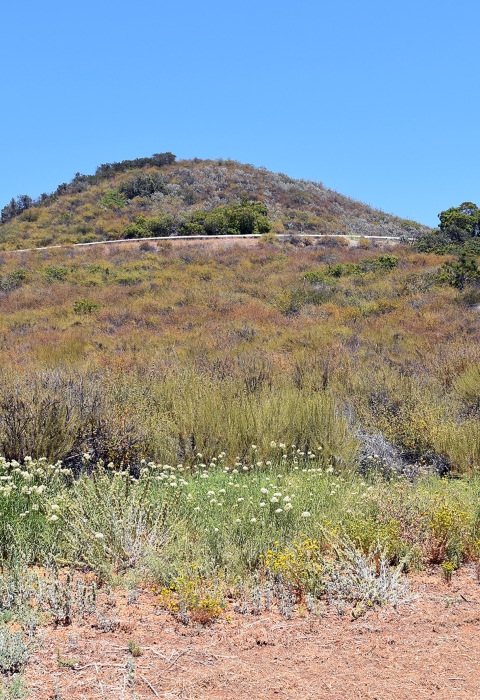 hill covered entirely with green and brown plants