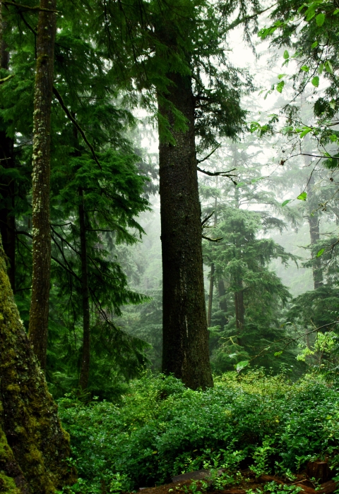 Forest trees and understory
