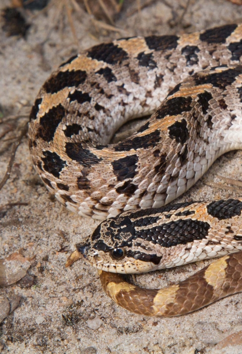 A black, grey and yellow snake with a rounded head
