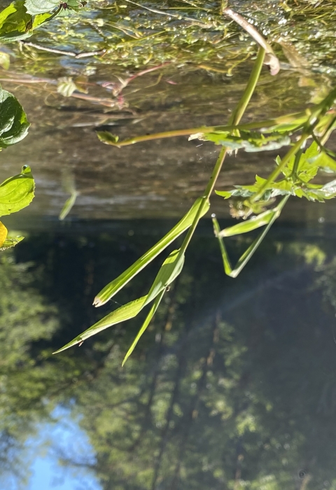 water flowing from Tyee Springs and yellow flower