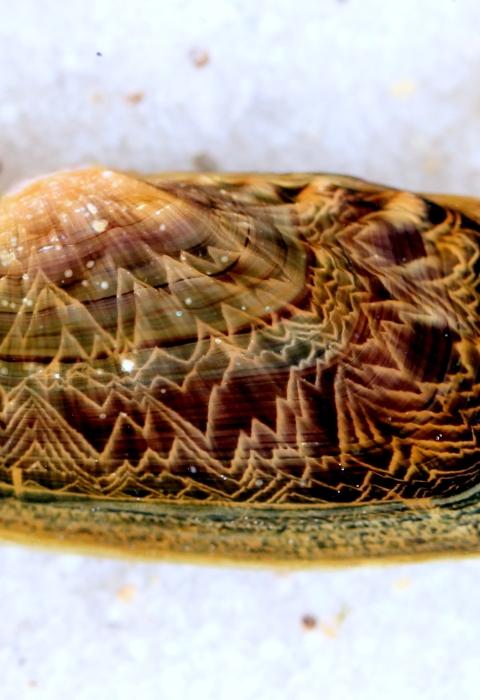 Rabbitsfoot Mussel 