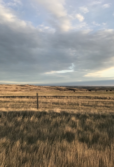 an open grassy landscape. Large gray clouds in background.