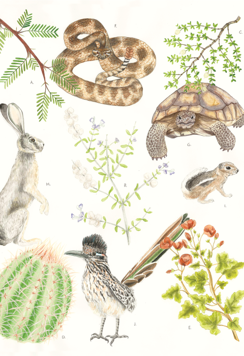 Illustration of several species found in the Creosote community life zone.