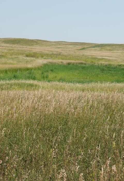 A lush, green wetland under a blue sky