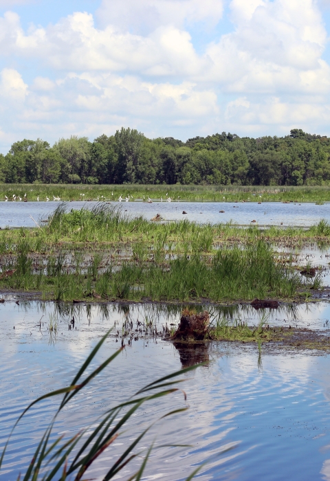 Horicon Marsh