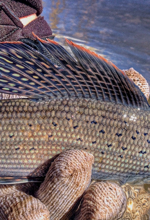 Arctic grayling being handled at the waters surface