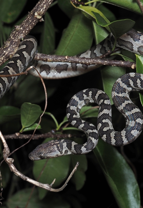 a snake in a tree
