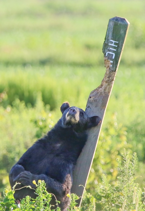 Black bear pushing up against a leaning, heavily chewed and scratched wooden street sign