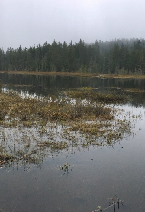 a panoramic photo of a pond ringed by spruce and fir trees