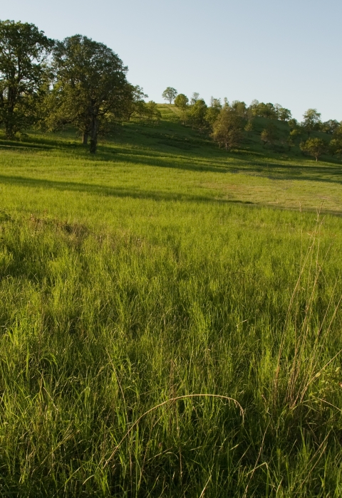 Grassy prairie slopes up to a hill with tall oak trees along the hill top.