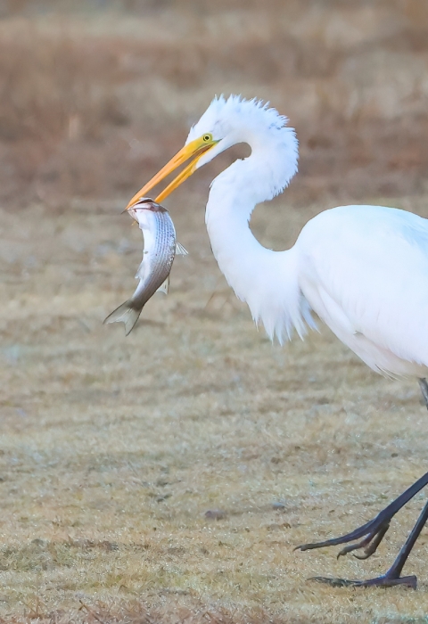 Tall white bird (app. 4 feet) with long black legs and yellow bill holding a large mullet fish