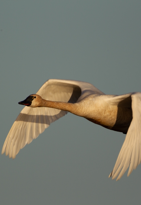 A close up photo of a tundra swan flying against on a clear day.