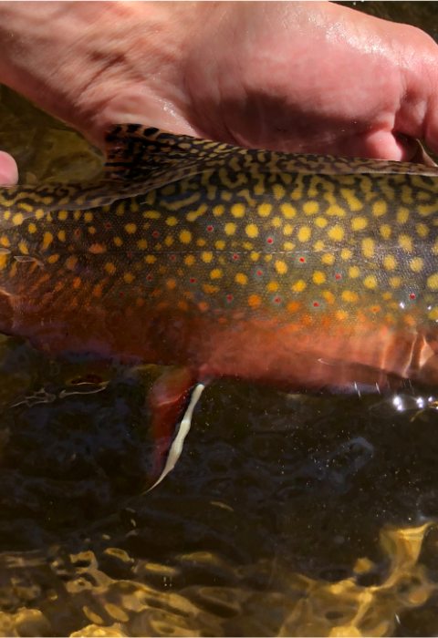 Image of brook trout being held in stream.