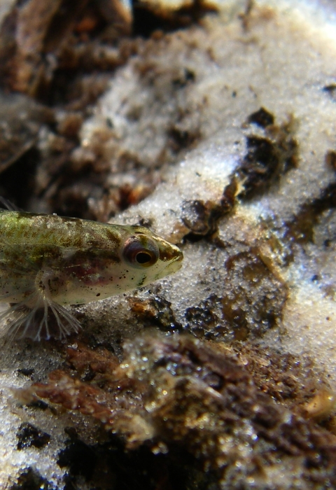 Underwater picture of an Okaloosa darter. 