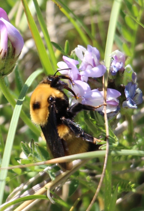 A bumblebee pollinates a flower.