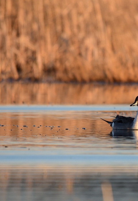 Northern pintail on a wetland