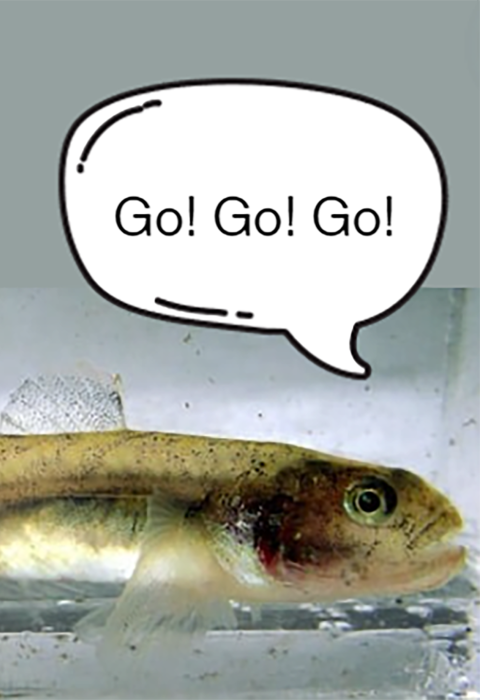 A small fish with a text bubble that reads "Go! Go! Go!"