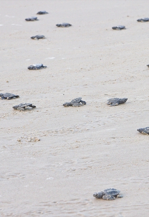 Hatchling release at Laguna Atascosa along with Sea Turtle Rescue partnership