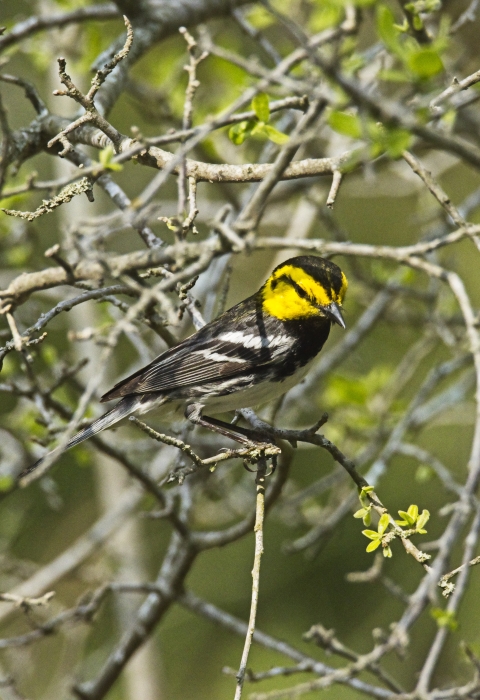 Golden-cheeked warbler at Guadalupe River State Park. Endangered/threatened species