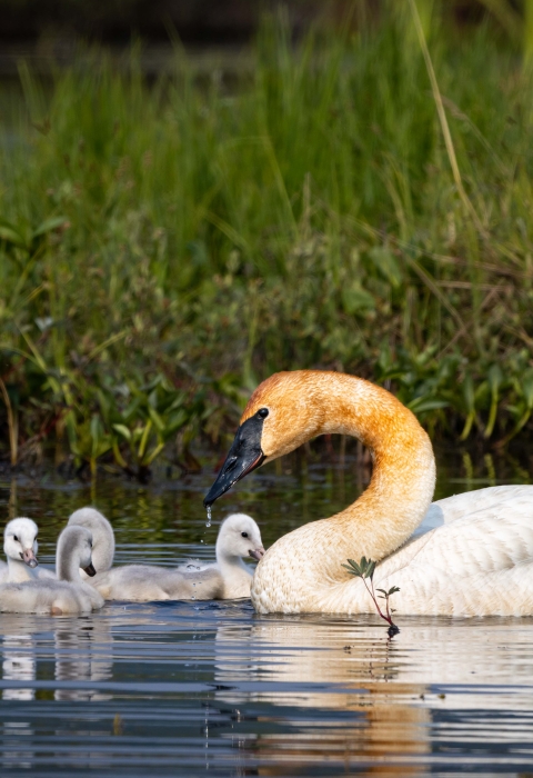 an adult trumpeter swan with five cygnets on a pond
