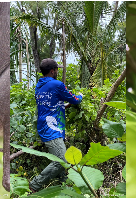 A Mariana fruit bat, intern removing invasive vines, and Lada fruit and flowers