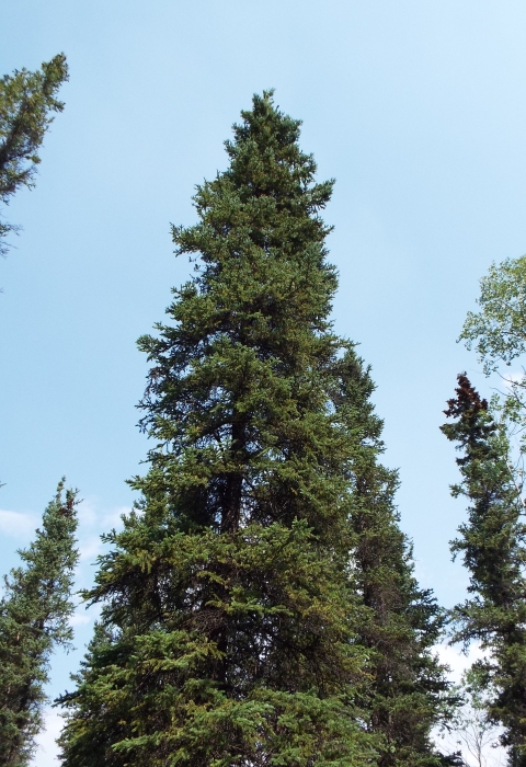 forest canopy with blue sky in background