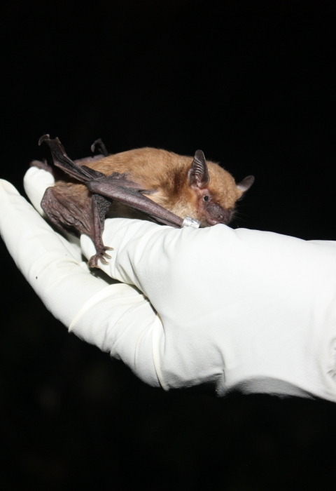 A bat rests on a gloved hand.