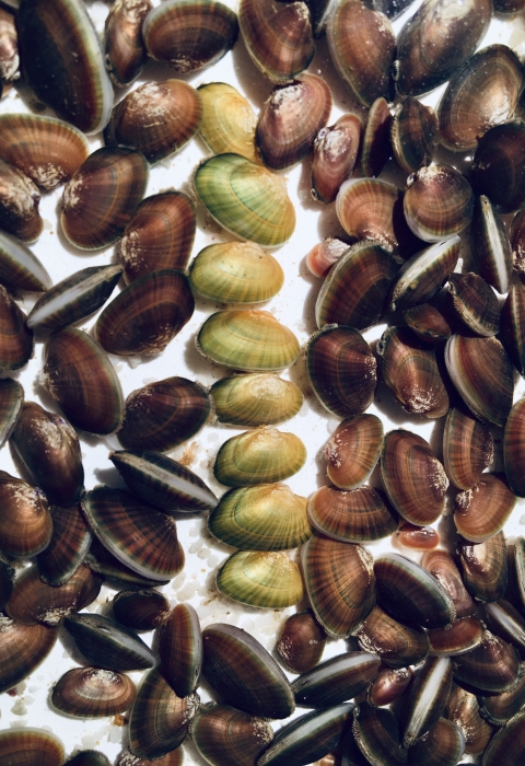 A small number of yellow mussels arranged in the midst of many brown mussels on a white background.