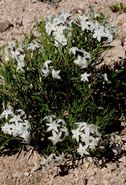 a small mounding flowering plant with five petaled white flowers